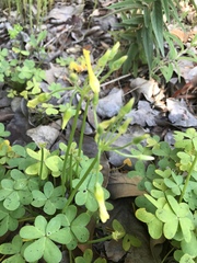 Oxalis pes-caprae