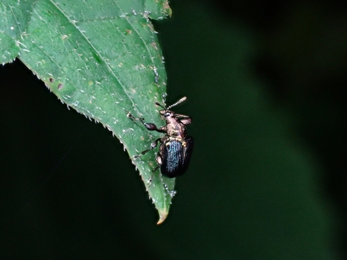 Euops splendidus
