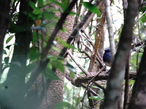 Nilgiri Blue Robin (Sholicola major), photo 6