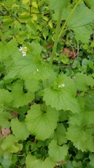 Alliaria petiolata