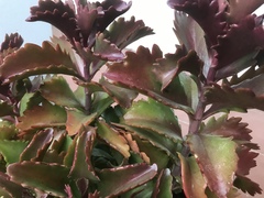 Kalanchoe sexangularis sexangularis