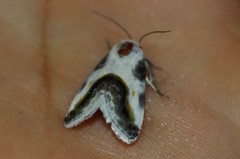 Tarache cretata
