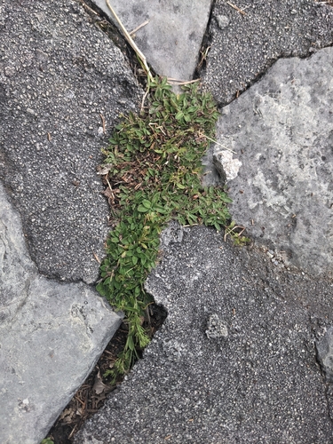 Houstonia canadensis