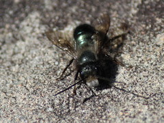 Osmia lignaria lignaria