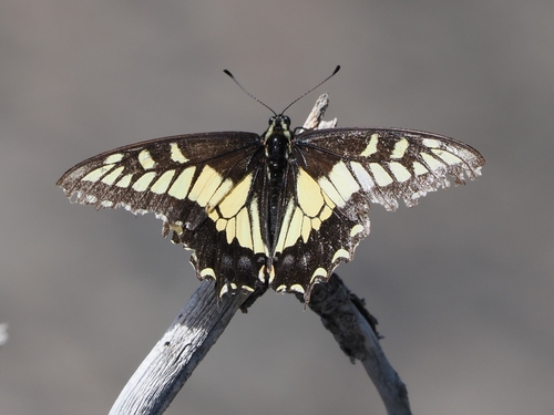 iNaturalist observation photo of Anise Swallowtail