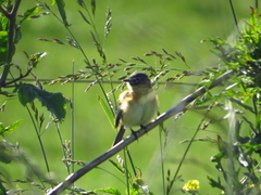 Polystictus pectoralis