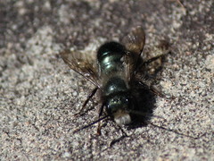 Osmia lignaria lignaria