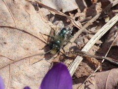 Osmia lignaria lignaria