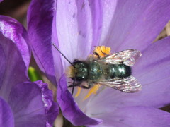 Osmia lignaria lignaria