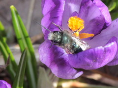 Osmia lignaria lignaria