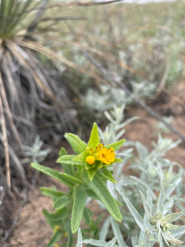 Lithospermum caroliniense, photograph 6