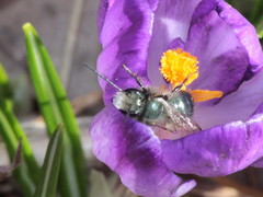 Osmia lignaria lignaria