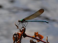 Calopteryx amata