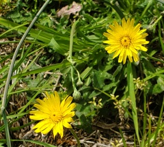 Arctotheca prostrata