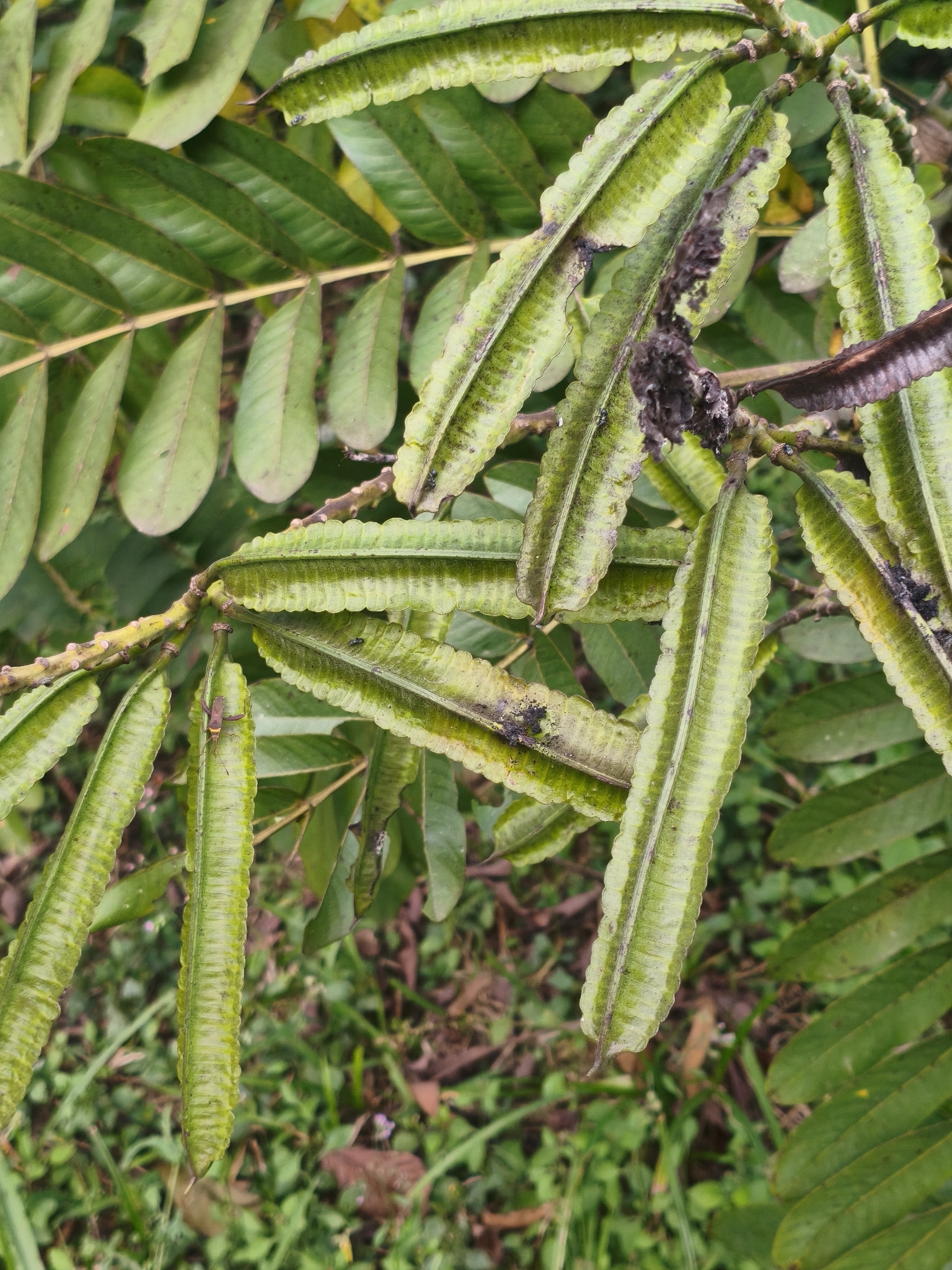 Senna alata