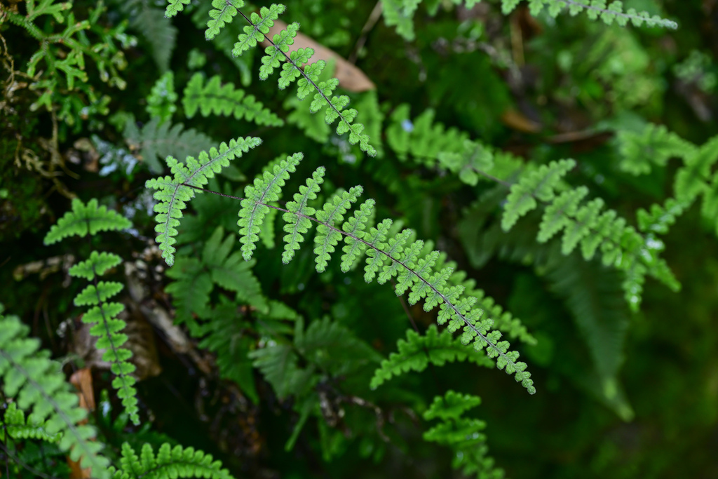 Cheilanthes chinensis