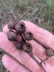 Eucalyptus macrorhyncha