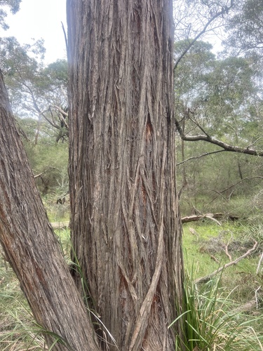Eucalyptus macrorhyncha, photograph 2