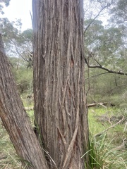 Eucalyptus macrorhyncha, photograph (c) Steve Llewellyn, some rights reserved (CC BY)