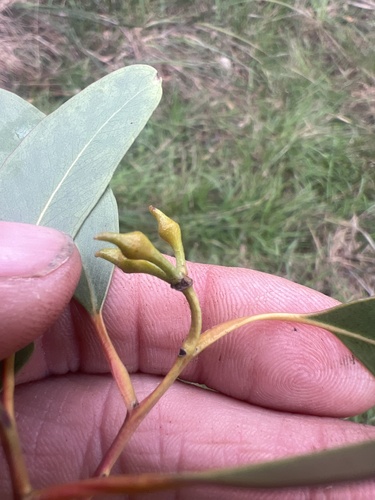 Eucalyptus macrorhyncha, photograph 3