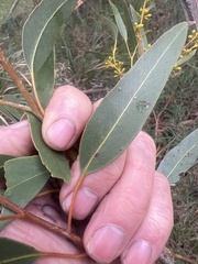 Eucalyptus macrorhyncha, photograph (c) Steve Llewellyn, some rights reserved (CC BY)
