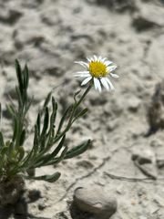 Erigeron ochroleucus, photograph author not stated, no rights reserved