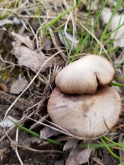 Fungi