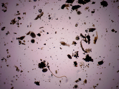 Macrotrachela plicata