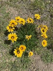 Gazania × splendens