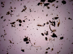 Macrotrachela plicata