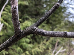 Phaeocalicium curtisii