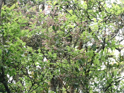 Vaccinium symplocifolium observed 2026-04-06