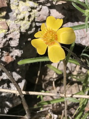 Mentzelia gracilenta