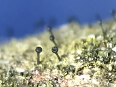 Phaeocalicium curtisii