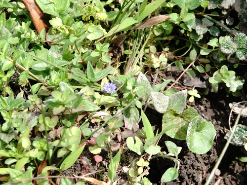 Gentiana pedicellata (Gentiana pedicellata)