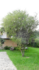 Prosopis torquata