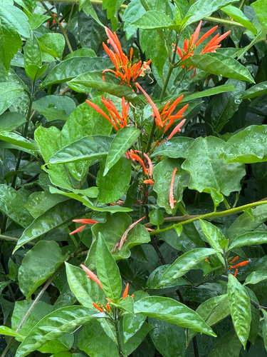 Justicia spicigera observed 2026-06-23