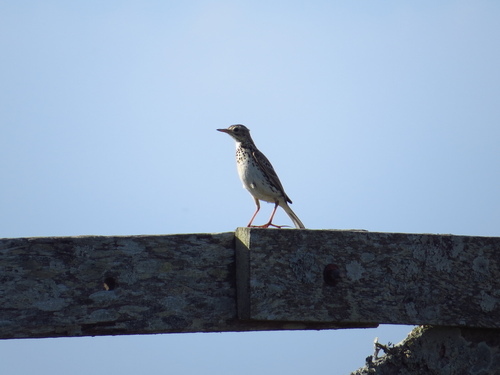 Bisbita Correndera (Anthus correndera)
