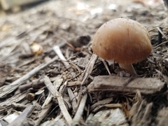 Fungi
