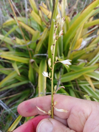Spider plant