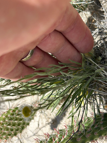 Erigeron ochroleucus, photograph 3