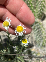 Erigeron ochroleucus