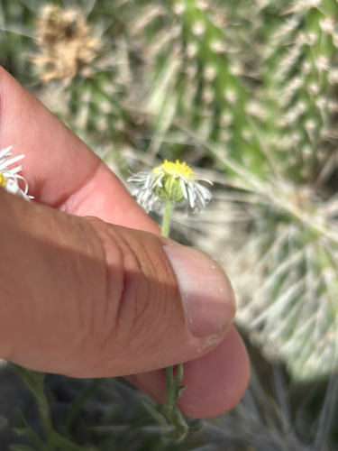Erigeron ochroleucus, photograph 2