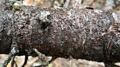 Thyronectria balsamea