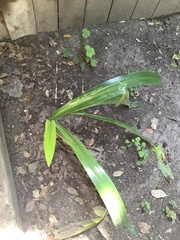 Pandanus amaryllifolius