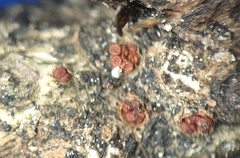 Thyronectria balsamea