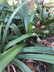 Clivia miniata miniata