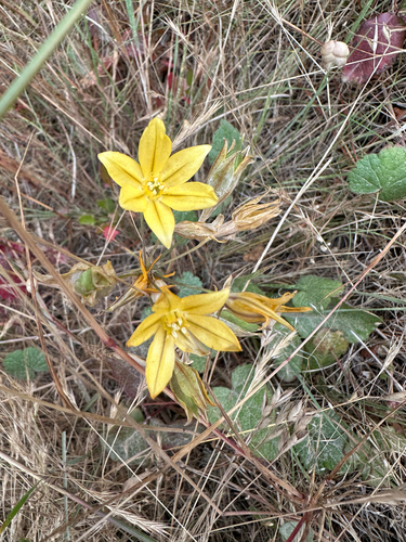 Triteleia ixioides, photograph 6