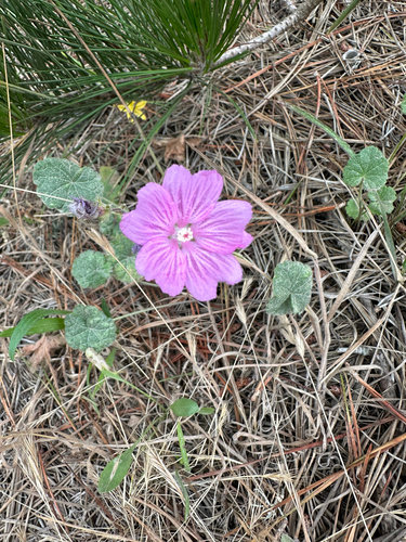 Sidalcea malviflora, photograph 3