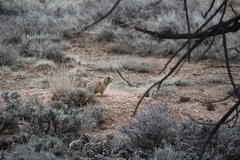 Cynomys parvidens